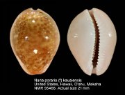 Naria poraria (f) kauaiensis
